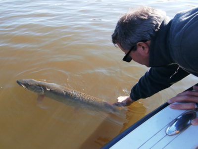 Releasing a musky for another time
