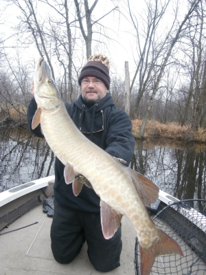 Nice muskie Catch.