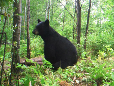 central wisconsin bear hunting
