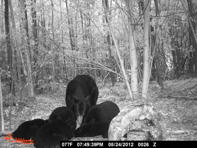 A sow with "5" cubs at one of my baiting stations!
