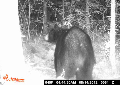 a nice bear at one of my baiting stations