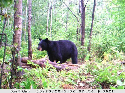 another nice bear at one of my baiting stations.