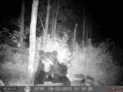 wiscons bear hunting