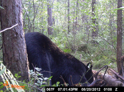 A nice black bear at one of my baiting stations.