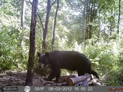 Wisconsin bear baiting