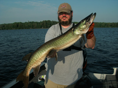 38.75 inch Musky 