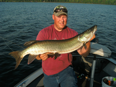 36.5 in Musky