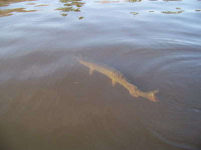 Price County Wisconsin Musky Fishing