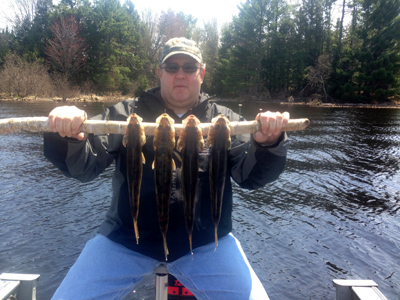 limit of walleye