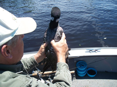 Price County Loon Rescue