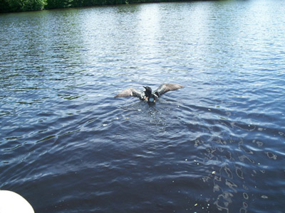 Price County Loon Rescue