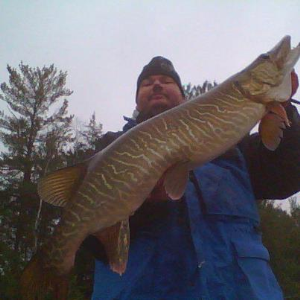 Great tiger muskie caught in Price County.