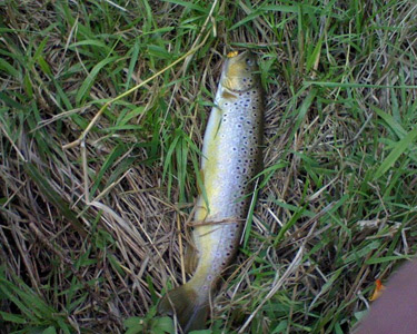 Richland County Wisconsin Trout Fishing