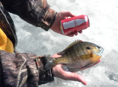 wisconsin bluegill fishing