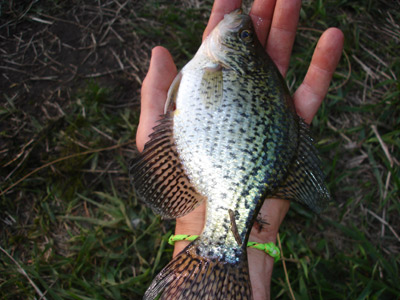 Lake Winnebago Crappies