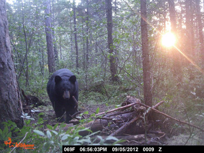 bear hunting Wisconsin