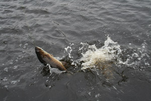 Wisconsin fishing Lake DuBay Wisconsin