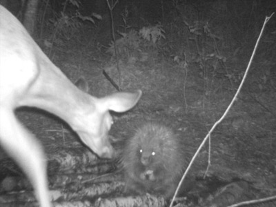Trail camera photo from one of my bear baiting stations.  Doe meet porcupine!
