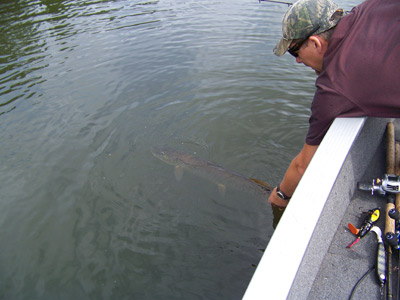 Price County Musky Released