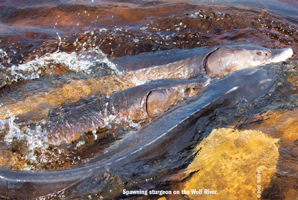 Great Lake sturgeon returns to Keshena Falls Great Lake sturgeon returns to Keshena Falls