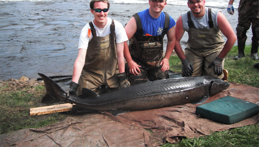 Sturgeon Spawning 2013