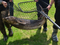 Sturgeon Rescue