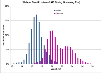 Walley Size Structure