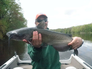 Wisconsin catfish