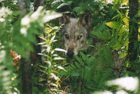 Wolf hunting Wisconsin