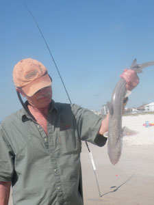 shark Perdido Key