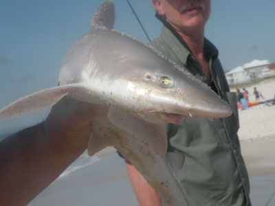 Perdido Key shark