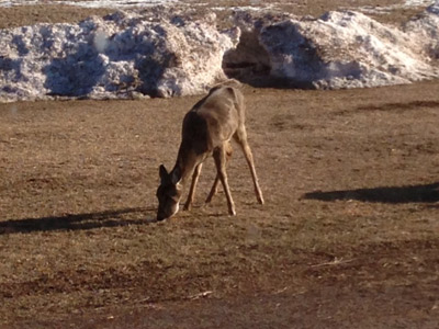 stressed deer