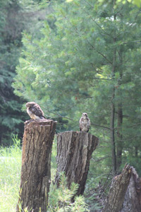 Wisconsin Hawk