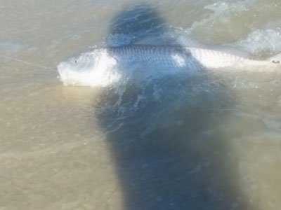 28 inch redfish